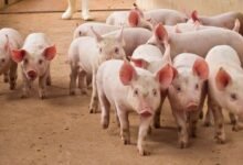 Over .5 Billion Stolen in Pig Butchering Scams: Cyvers Reports