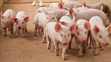 Over .5 Billion Stolen in Pig Butchering Scams: Cyvers Reports