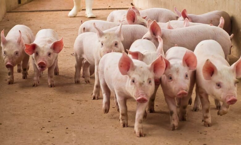 Over .5 Billion Stolen in Pig Butchering Scams: Cyvers Reports